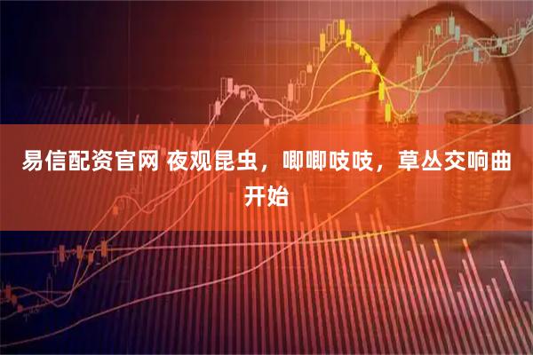 易信配资官网 夜观昆虫，唧唧吱吱，草丛交响曲开始