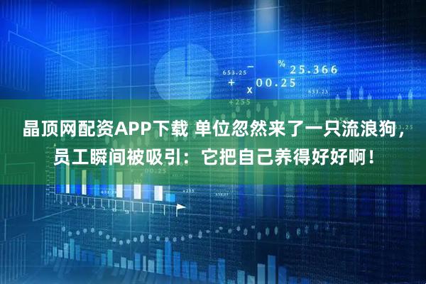 晶顶网配资APP下载 单位忽然来了一只流浪狗,员工瞬间被吸引:它把自己养得好好啊!